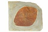 Fossil Leaf (Eucommia) - Montana #188679-1